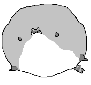 big raccoon
