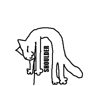 my cat